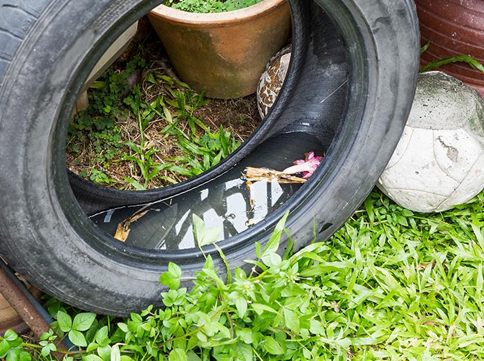 mosquitoes breed in standing water