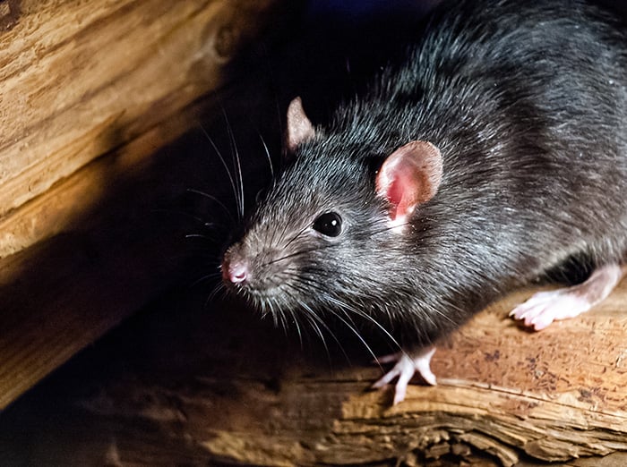 roof rat in Hampton Roads