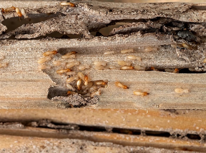 termites infesting and damaging wood in Hampton Roads home