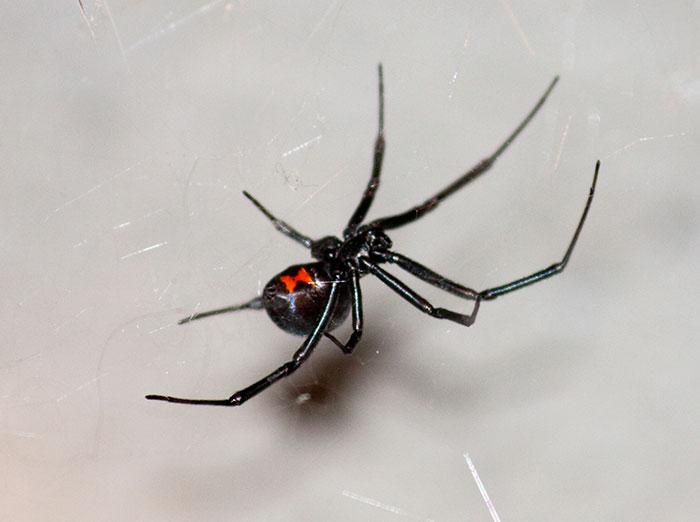 black widow spider in web