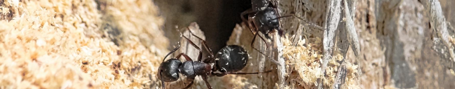 Ants feasting on some wood