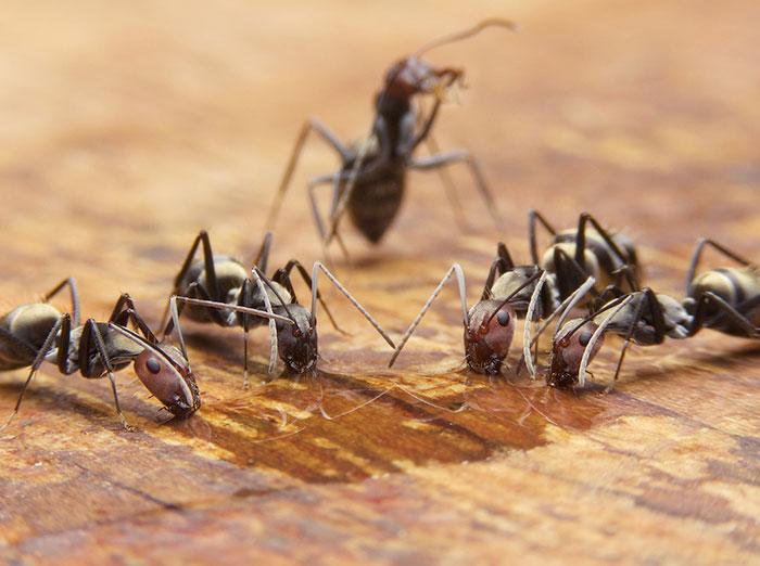 ants at a water source inside home