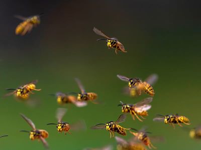 wasps flying in the air