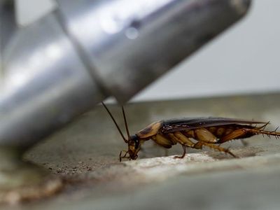 american cockroach crawling by kitchen sink faucet
