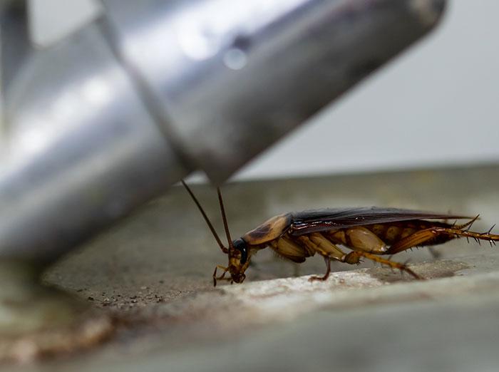 american cockroach by kitchen sink