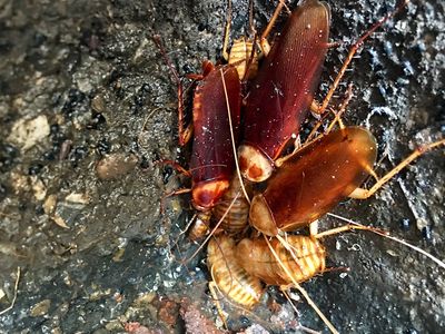 cockroaches in drain