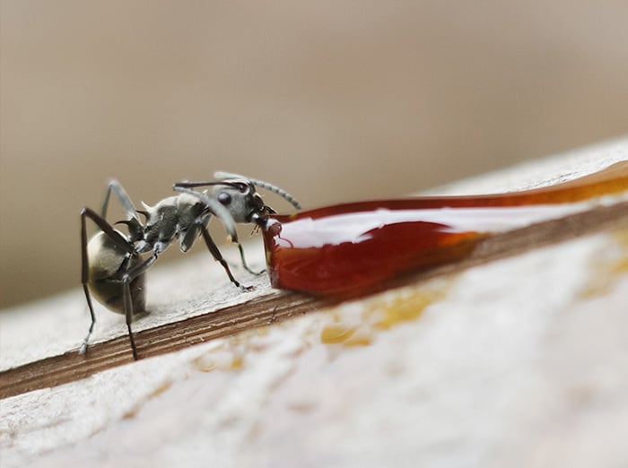 spill on kitchen floor attracted ants