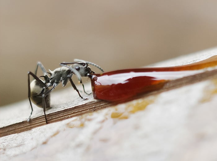 ant at coffee spill on kitchen floor