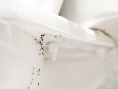ants crawling up toilet in hampton roads home