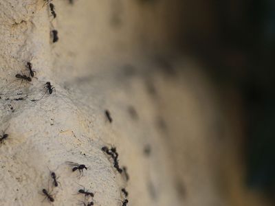 ants on a rock