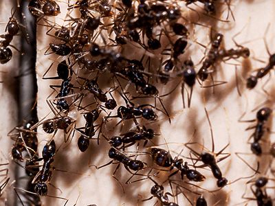 ants clumped together