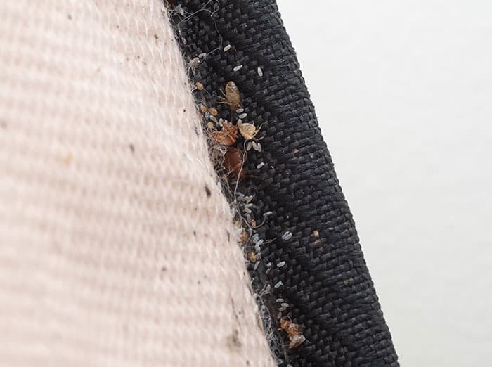 live bed bugs crawling on bed