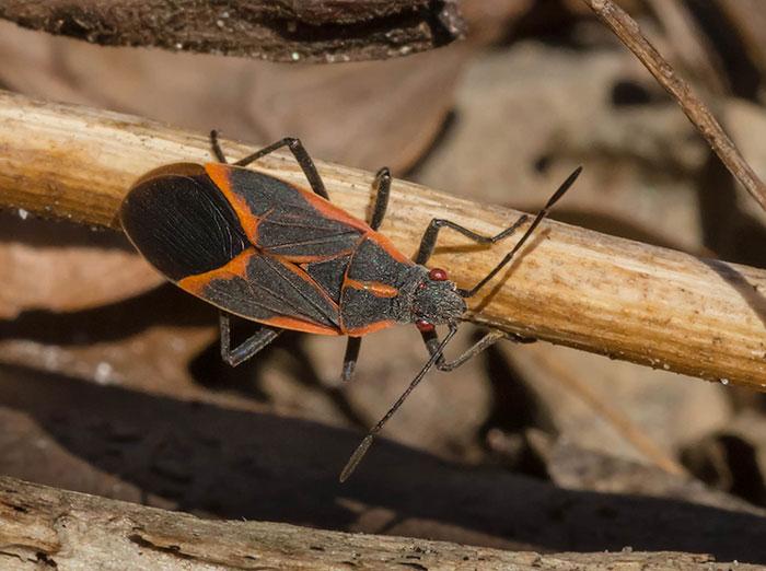 boxelder bug crawling outside norfolk home