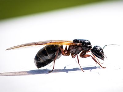 flying carpenter ant