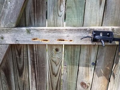 carpenter bee holes in fence door outside virginia home