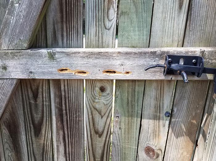 damage to fence caused by carpenter bees in va