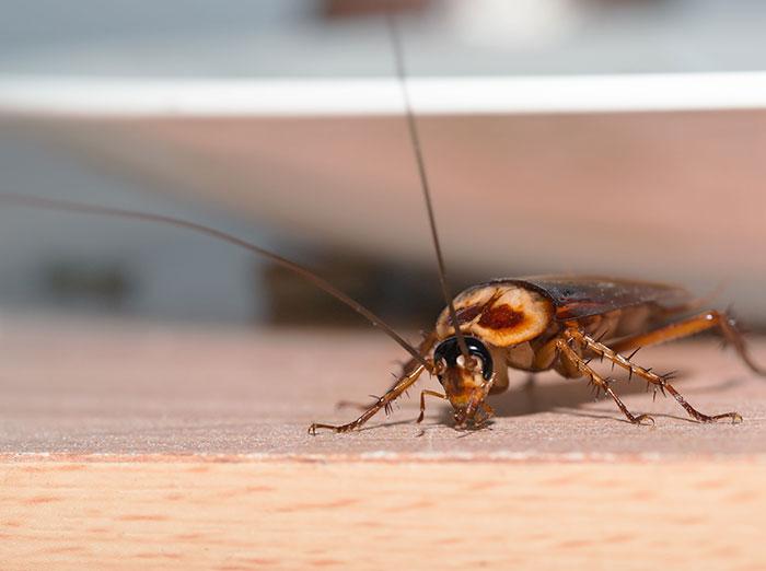 american cockroach crawling by dirty dish