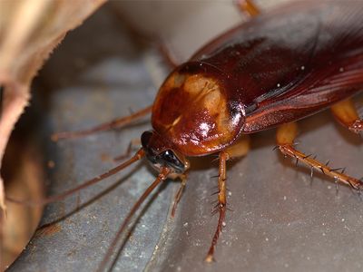 cockroach activity when it's humid