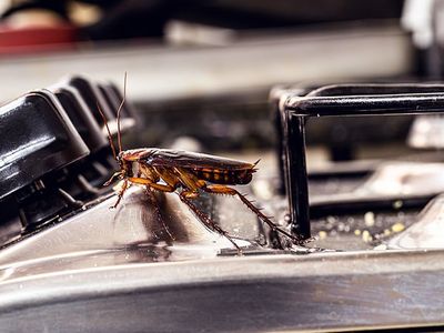 roach in virginia beach kitchen