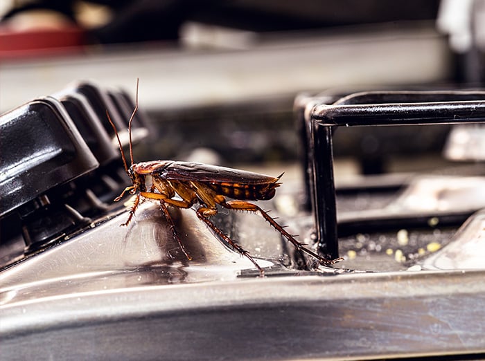 american roach crawling on kitchen stove in virginia beach