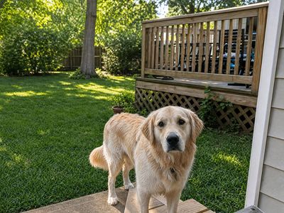 dog at back door