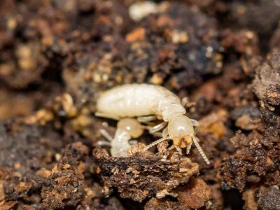 eastern subterranean termites in soil outside va home