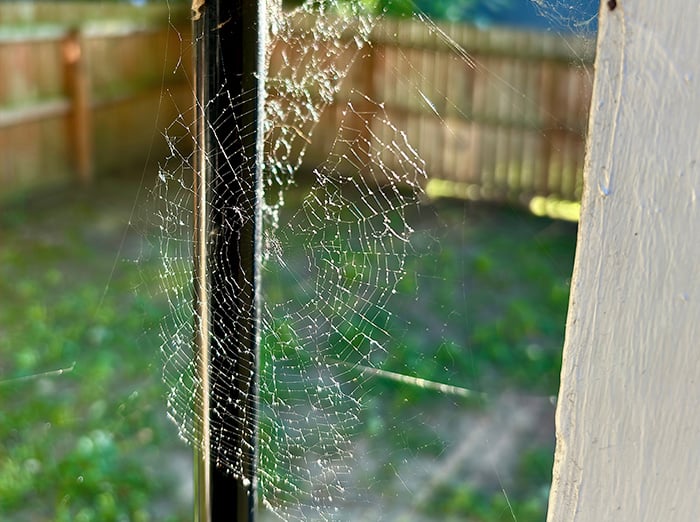 spider web on hampton roads home in fall