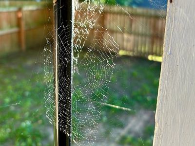 spider web on hampton roads home