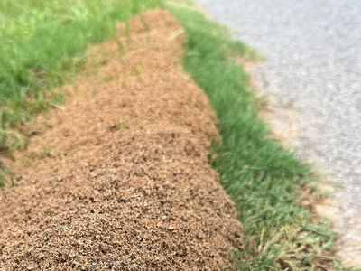 fire ant mounds in the grass