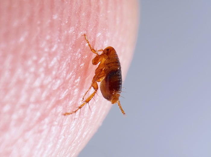 a flea posed to bite