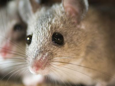 mice inside hampton roads house