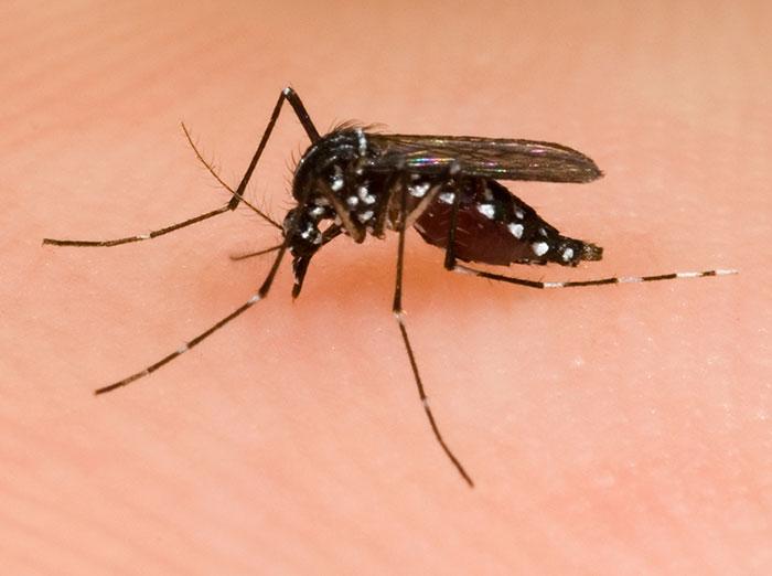mosquito in virignia