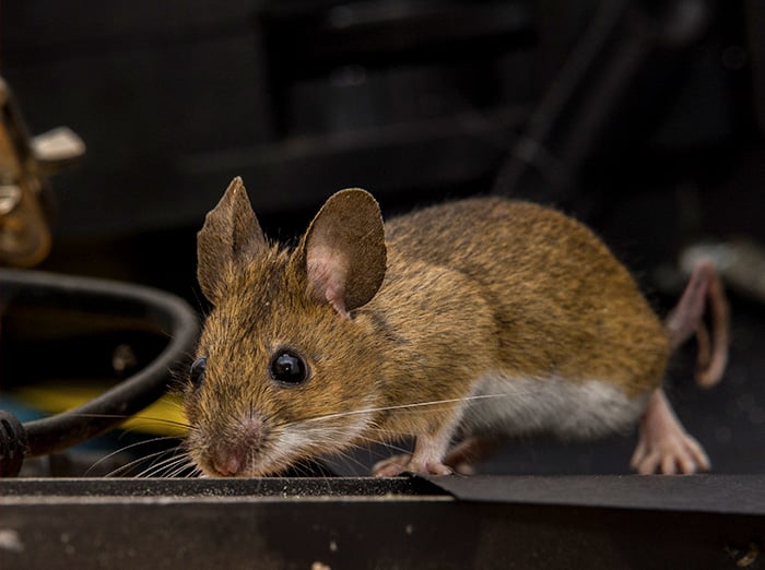 mice searching for food inside hampton roads home