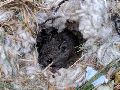 mouse nest made from fabric, grass & other odds and ends