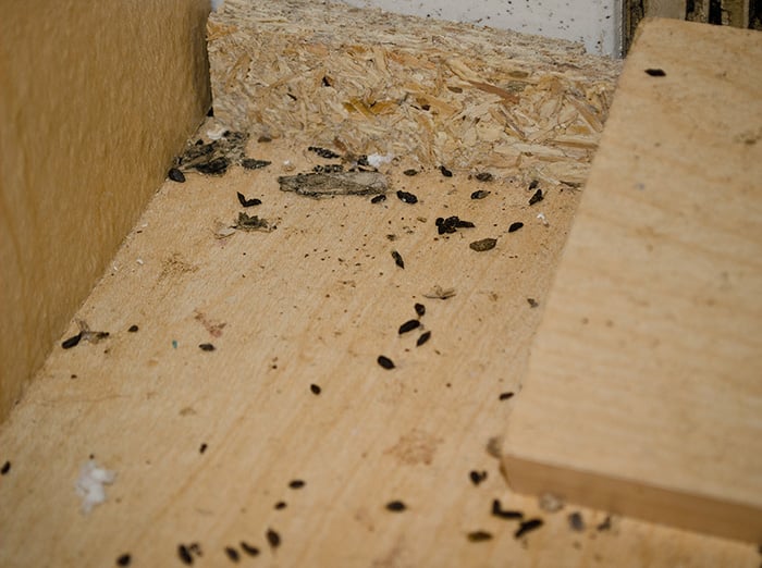 droppings from mouse infestation