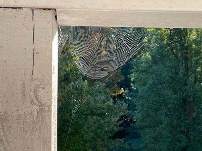 spider web on chesapeak va home