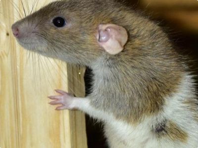 rodent trying to get inside hampton roads home