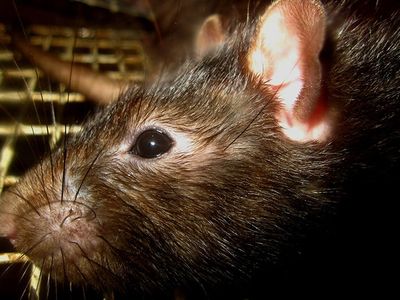 black rat in norfolk va attic