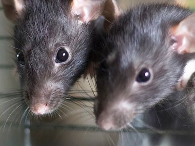 roof rats near hampton roads