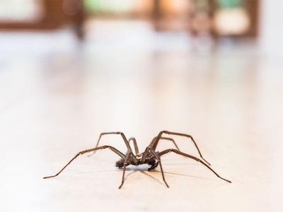 spider crawling across kitchen floor in virginia beach home