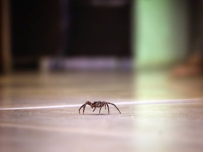 spider crawling on the floor