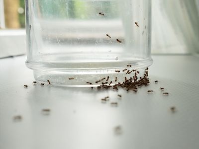 ants on a glass jar