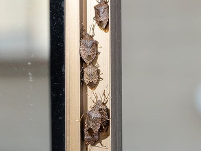 stink bug infestation
