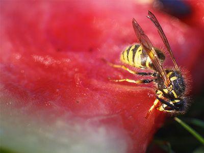 wasp eating watermelon