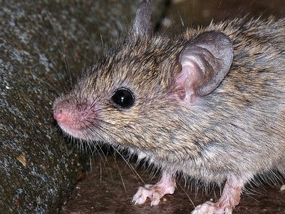 rodent on decaying wood