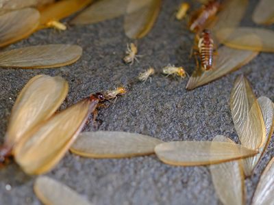 termite swarm
