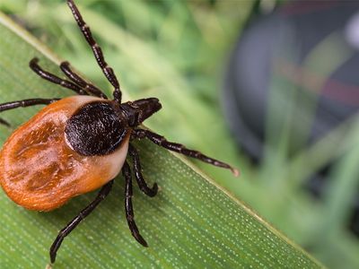 tick on grass
