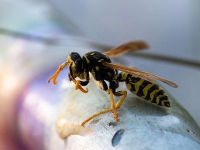 close up of a yellow jacket in virginia