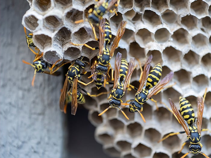 wasps building an aerial nest in norfolk