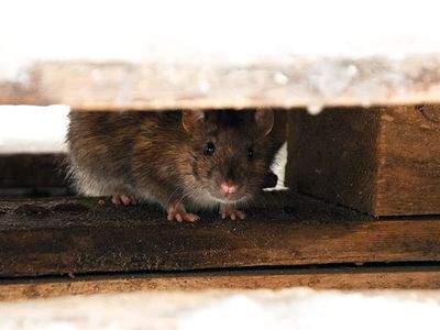 rat looking for shelter in hampton roads community
